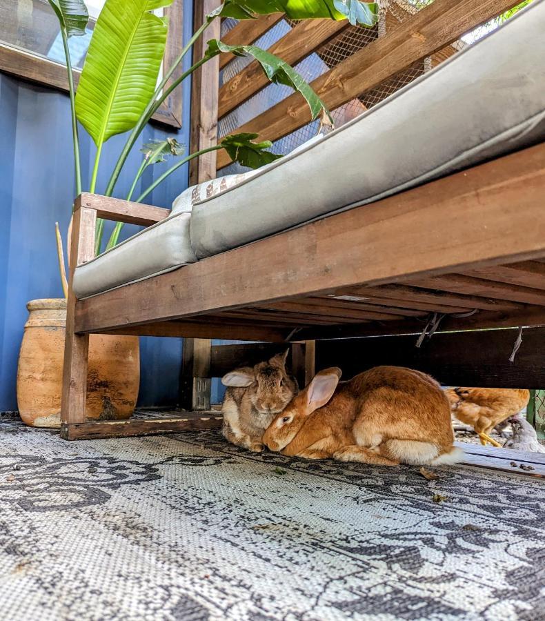 הוילה טאמפה Cozy Af Tiny-House Oasis מראה חיצוני תמונה